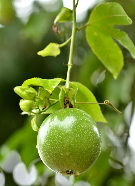 Useful Information Benefits Of Passion Fruit