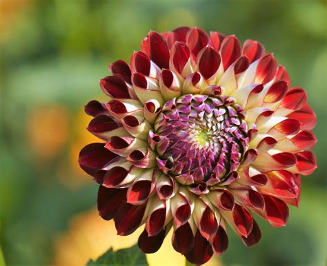 Menakjubkan 28 Foto Dan Gambar Bunga Dahlia Gambar Bunga Indah