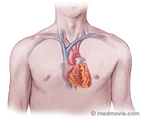 The right kidney is located at a somewhat lower level compared to the left 1 because the superior (upper) post is thick and round and is located nearer to the median plane in relation to the inferior post. Are The Kidneys Located Inside Of The Rib Cage : 10 Habits That Will Seriously Damage Your ...