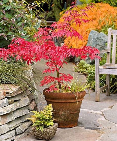 Growing Japanese Maples In Containers · Cozy Little House Small