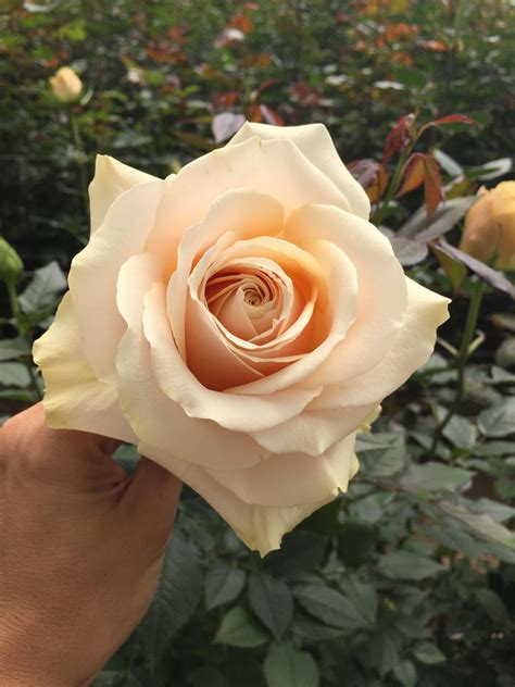 Meet Arena Which Means Sand In Spanish This Beautiful Sandy Color Rose Has A Large Head Size