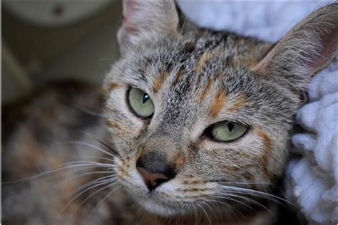 See cats for homing at this shelter neutering assistance: Sponsor a Cat - Sabrina, Bridgend, Wales - Cats Protection