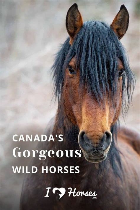Canada Wild: A Look At Canada's Beautiful Wild Horses | Horses, Wild horses, Wild horses mustangs
