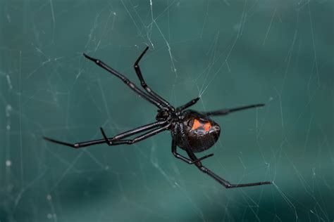 Black Widow Spiders Economy Exterminators