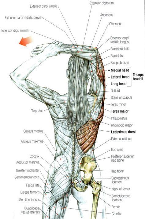 Alongamento Tríceps Músculos Do Corpo Humano Alongamento Anatomia