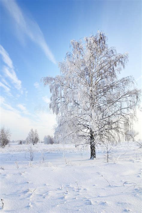 Tree In Snow Against Blue Sky Winter Scene Stock Photo Image Of Landscape View 28752898