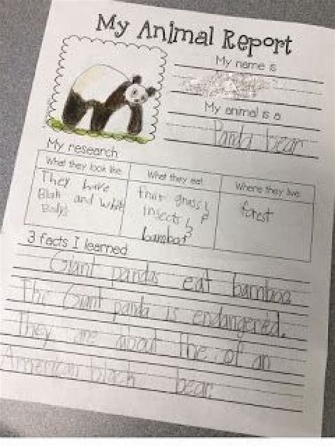 Animal Report Kindergarten