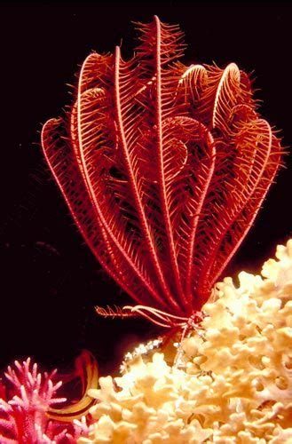 Thebioguru Echinodermata Spiny Skinned Crinoidea