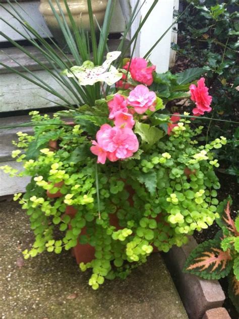 These pink toned flowers and plants prefer either dappled sun all day or 2 to 3 hours of morning sun at most. Part-Shade container I designed this spring. Draceana ...