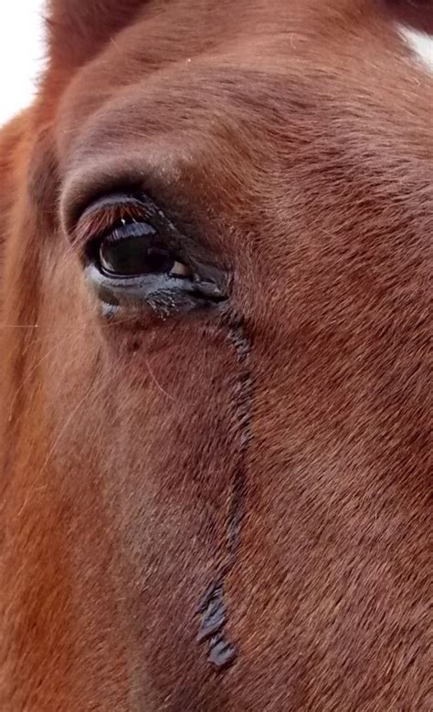 Equine Eye Ulcers Julias Veterinary Blog