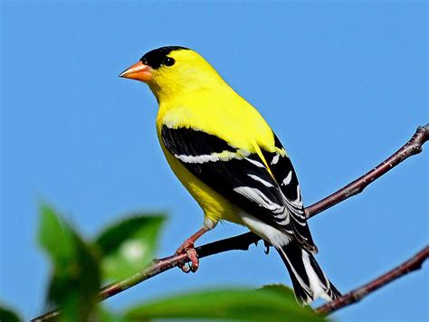 American Goldfinch Photograph By Rodney Campbell Fine Art America
