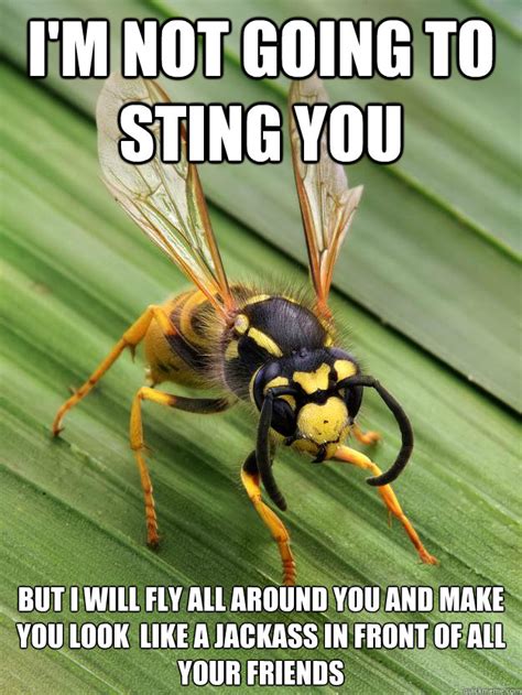 i m not going to sting you but i will fly all around you and make you look like a jackass in