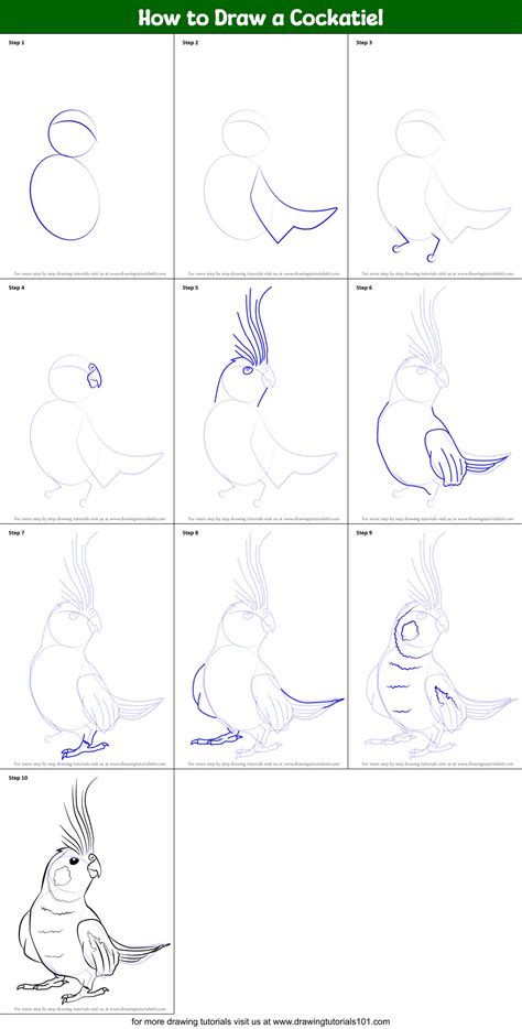 how to draw a cockatiel printable step by step drawing sheet