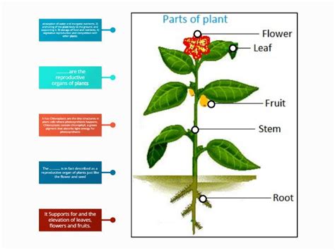 The nucleus controls all of the cell's activities, such as growth and metabolism, using the dna's genetic information. YASSEIN_Parts of plant and functions - Labelled diagram