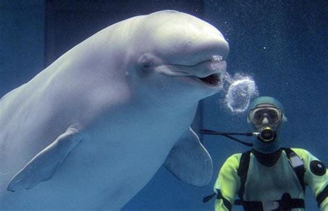 Beluga Whales Blowing Bubble Rings