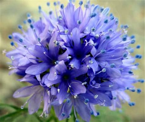 200 Gambar Bunga Biru Paling Keren