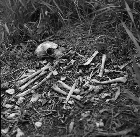 Download Free Photo Of Skullpile Of Bonesbonesscarydead From
