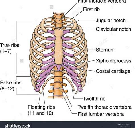 Specific Anatomy Of Ribs And Costal Cartilages Along With Sternum How