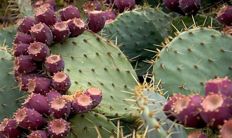 See more ideas about cactus, cactus quotes, cactus paintings. The Nopal Cactus: A Prickly and Slimy Food With a ...