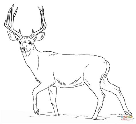 Deers Coloring Pages Free Coloring Pages Deer Coloring Pages Deer