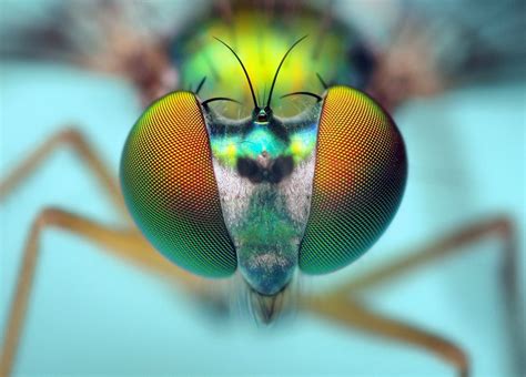 Más Tamaños Head Of A Longlegged Fly Condylostylus Flickr