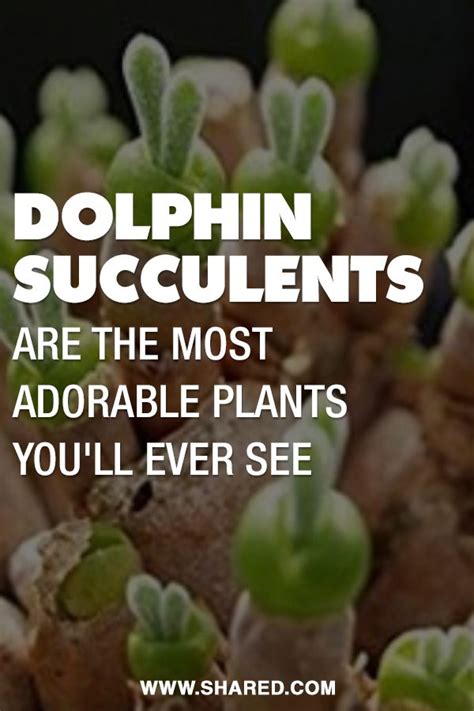Dolphin Succulents Are The Most Adorable Plants Youll Ever See
