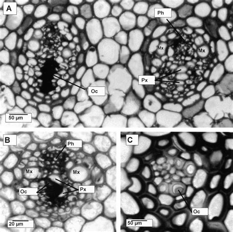 Occlusions In The Protoxylem Of Culm Vascular Bundles Situated