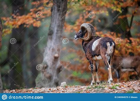 Male European Mouflon Ovis Aries Musimon Standing On The Edge Of The