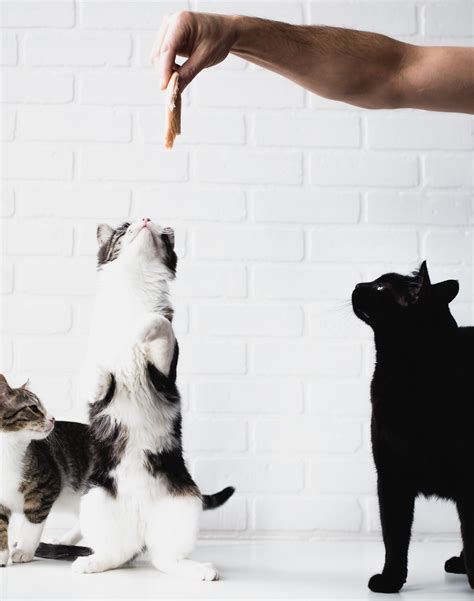 Kittens Eating Cute Kitten Photo Cats Of Instagram Survival Belt