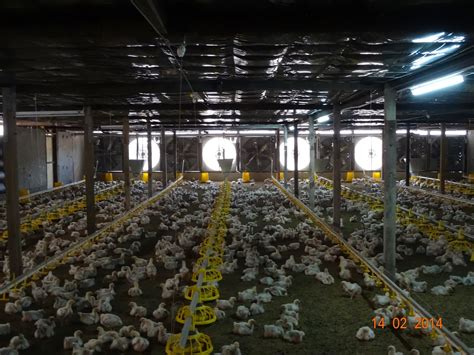 Obo Pusingan Pertama Projek Ternakan Ayam Pedaging Sistem Reban