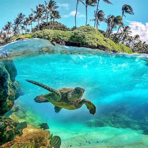 💚💙honu Swimming In Paradise💦sea Turtle 🐢 Adventurehawaii Sea Turtle