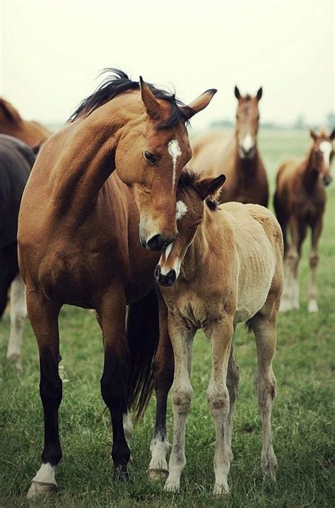 Proof That Horses Loves Their Babies Just As Much As People Do