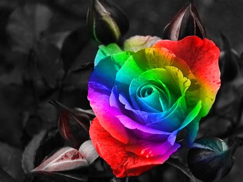 47 Rainbow Roses Wallpaper