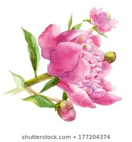 Pink Peony Watercolor Vector Illustration Stock Vector Royalty Free