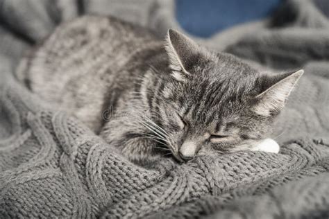 Grey Cat Stock Image Image Of Feline Outdoor Look 27081741