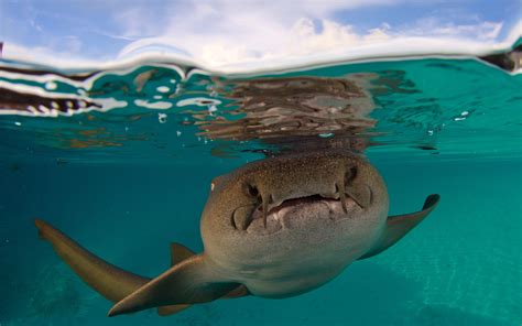 2560x1600 Shark Fort Walton Beach Florida Underwater World