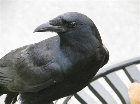 Posing Crow Photo Crow Personalized Ts