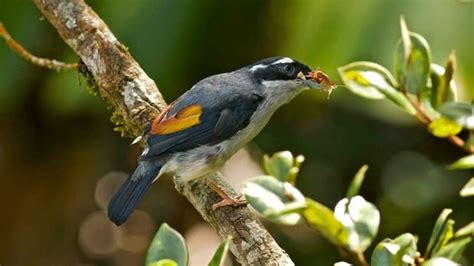7 Jenis Burung Pemakan Serangga Untuk Mengusir Hama Tanaman