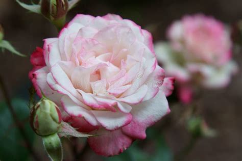 A Pink Floribunda Rose Stock Image Image Of Plant Romantic 149562409