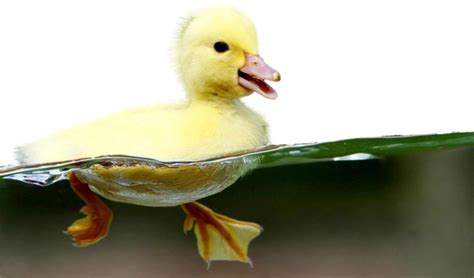 Duckling In Water Psd Official Psds