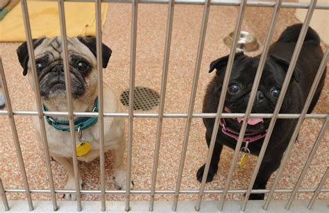 Adopt a pet in need of a permanent loving and caring home today. Animal rescue shelters say proposed state rules would ...