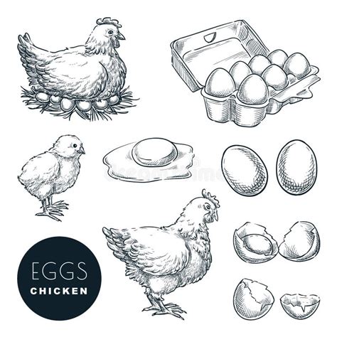 Farm Fresh Eggs Stock Illustrations 8869 Farm Fresh Eggs Stock