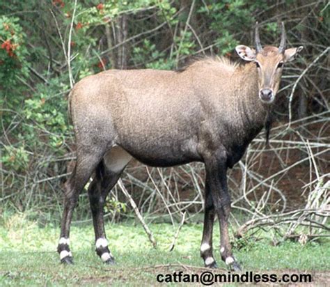 male nilgai - 253-11.jpg - nilgai or blue bull (Boselaphus tragocamelus