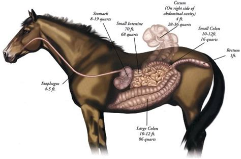 Colic And Stomach Ulcers In Horses Signs And Symptoms Pethelpful