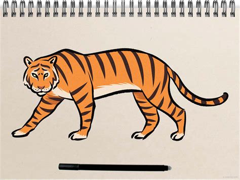 How To Draw Tiger Step By Step Guide How To Draw Vrogue Co