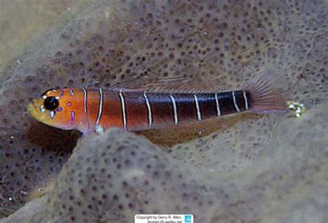 Lythrypnus Gilberti Galapagos Blue Banded Goby