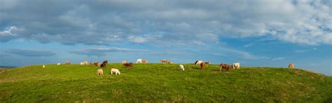 Photo Prints Wall Art Cattle Grazing In A Field County Clare Ireland