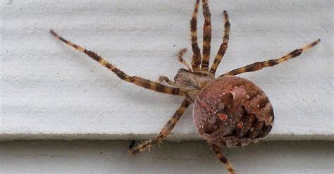Jeweledelegance Help Needed With Oregon Spider Identification