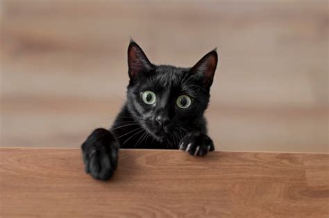 Mitos Y Supersticiones De Los Gatos Negros Sepicat
