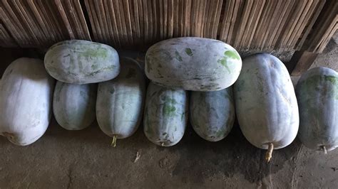 Kundol Wax Gourd Harvest Backyard Gardening Libre Palagi Sa Ulam